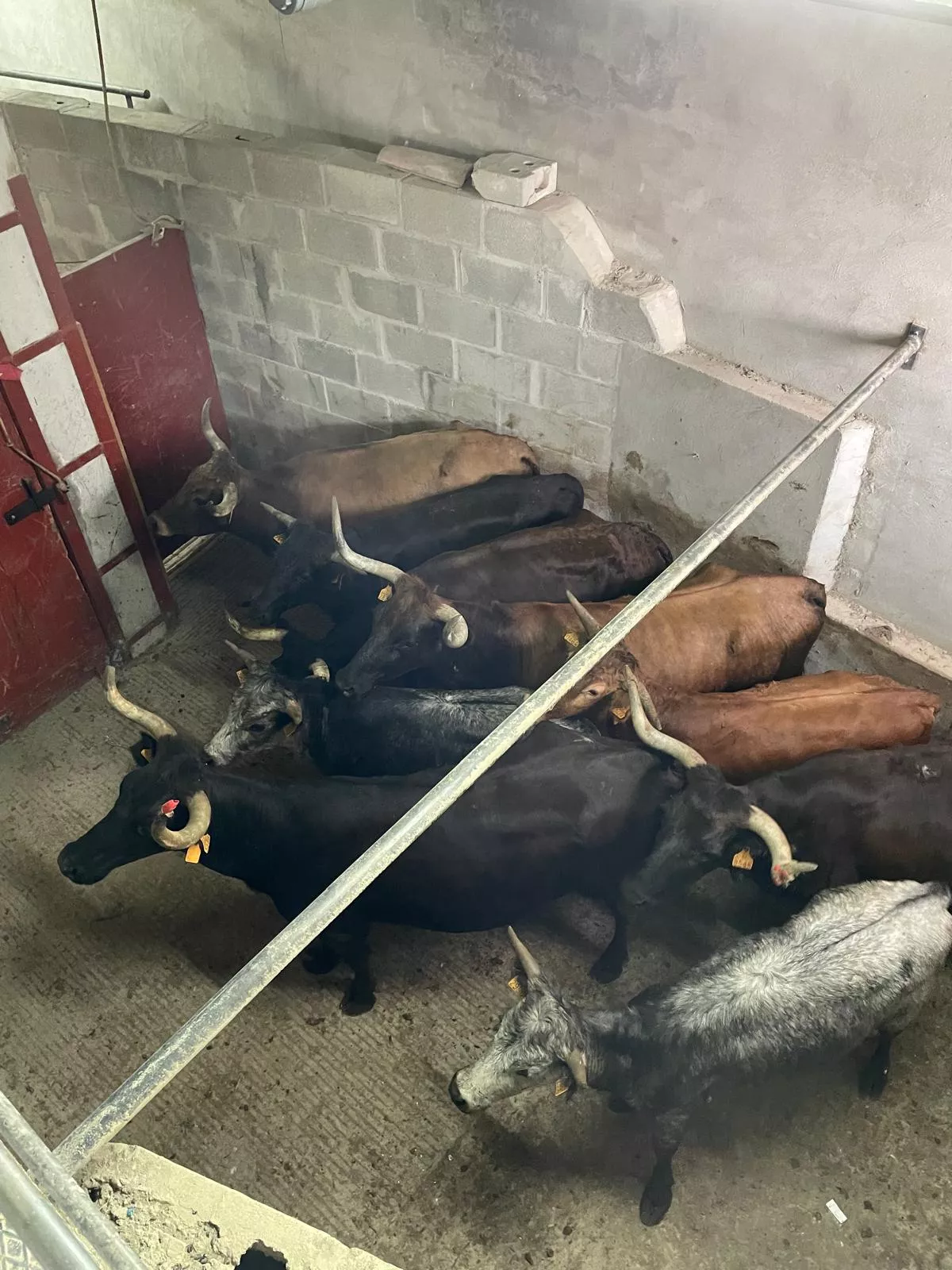 Vaquillas en la Plaza de Toros de Barbastro