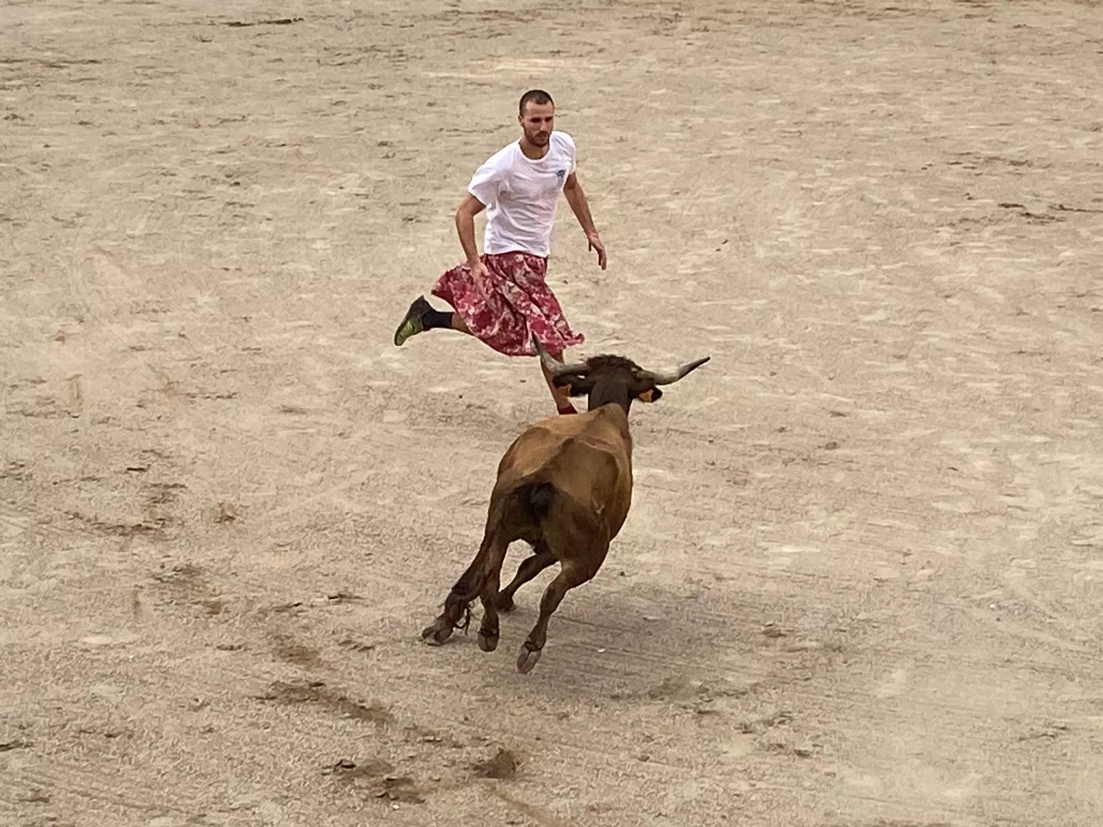 Vaquillas en la Plaza de Toros de Barbastro