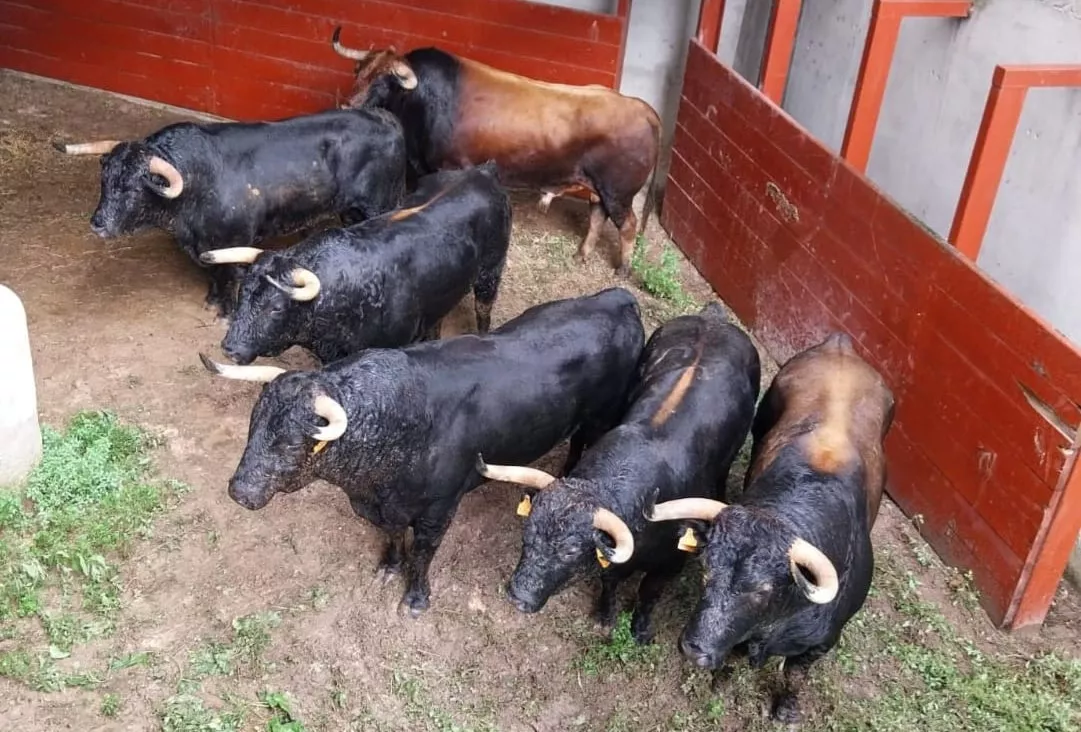 La corrida de Camino de Santiago para Barbastro, de muy buenas hechuras, ya está en los corrales