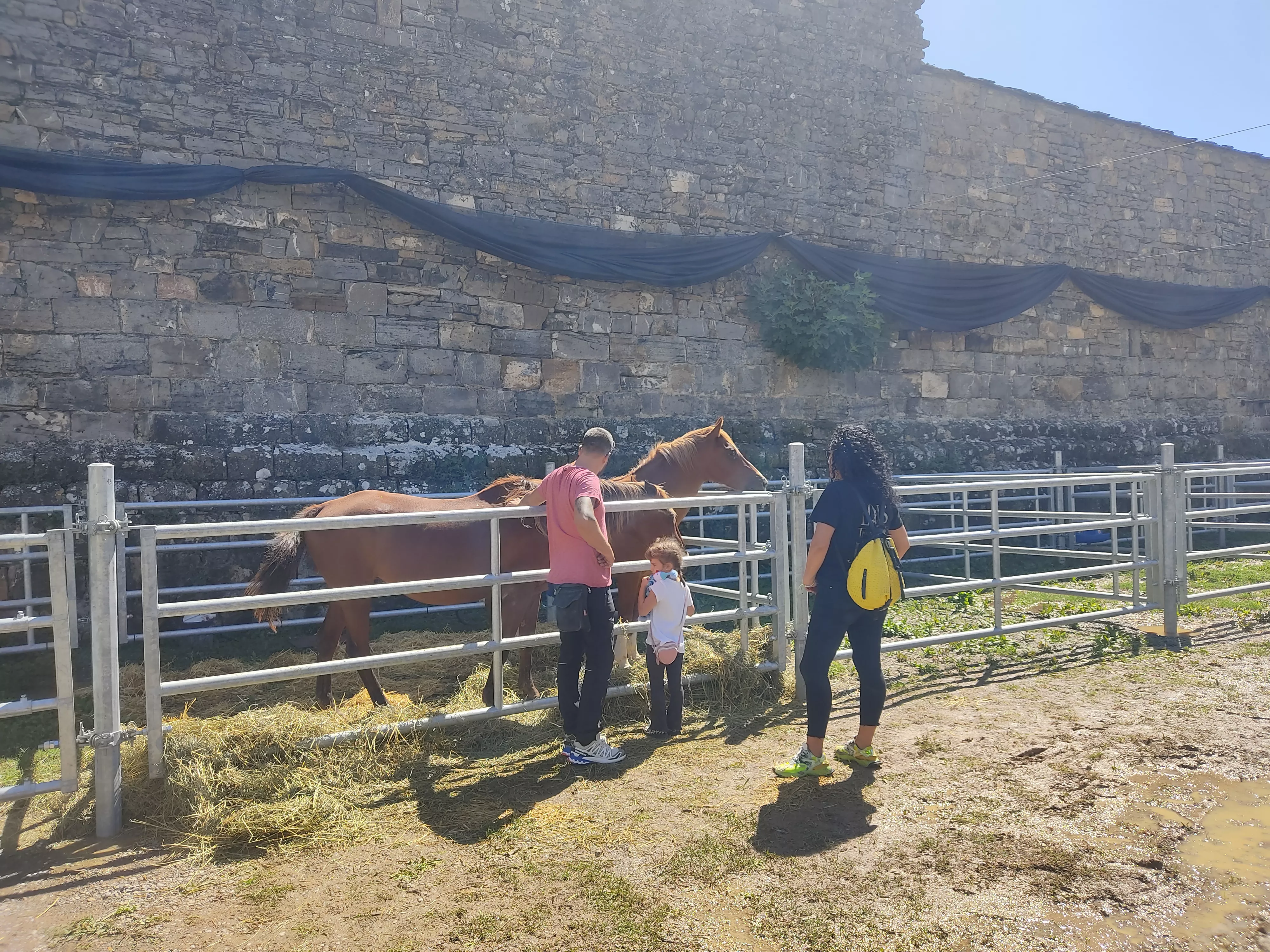 Caballos en el foso del Castillo