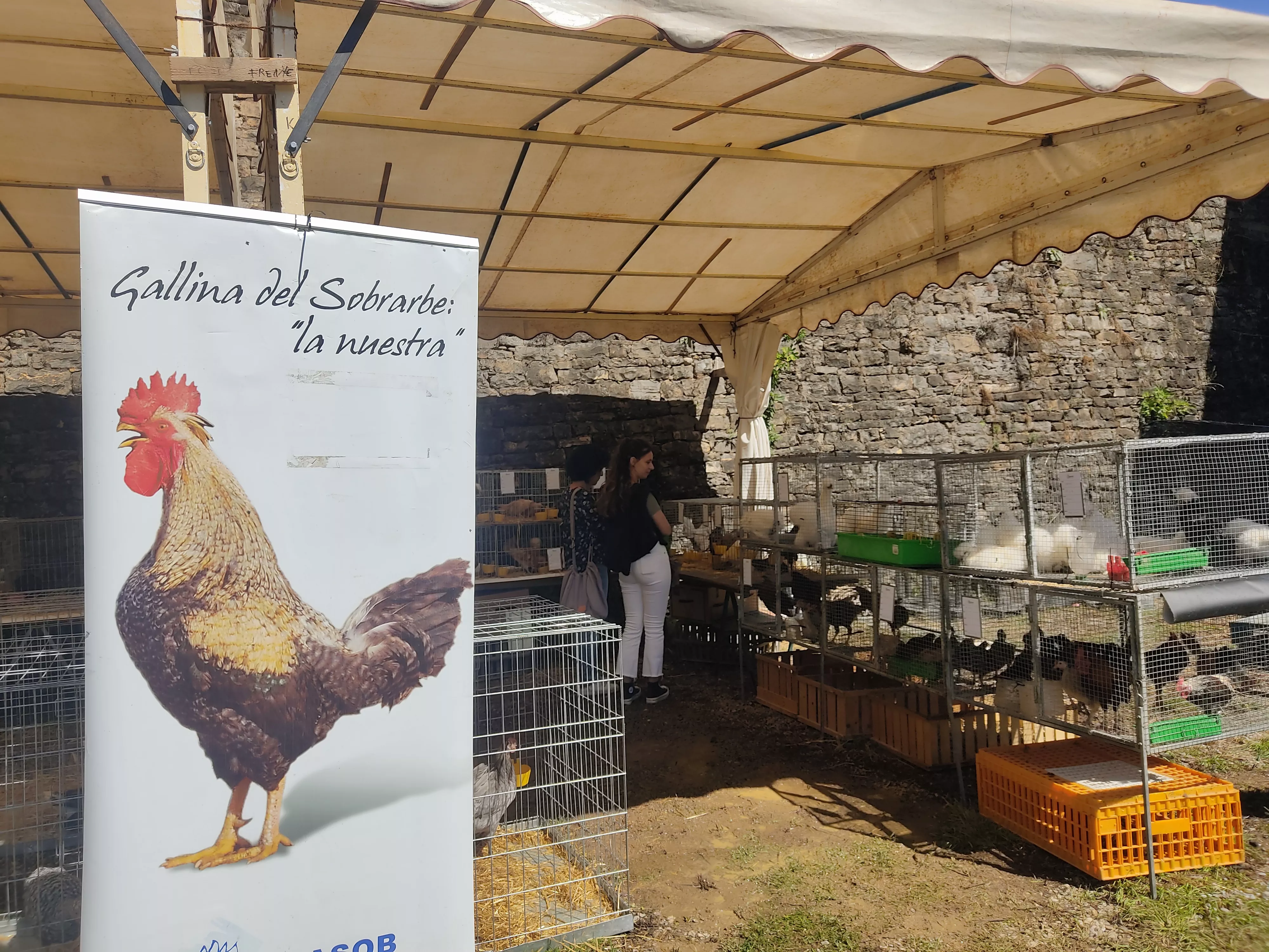 Expositor de Gallina de Sobrarbe en el foso