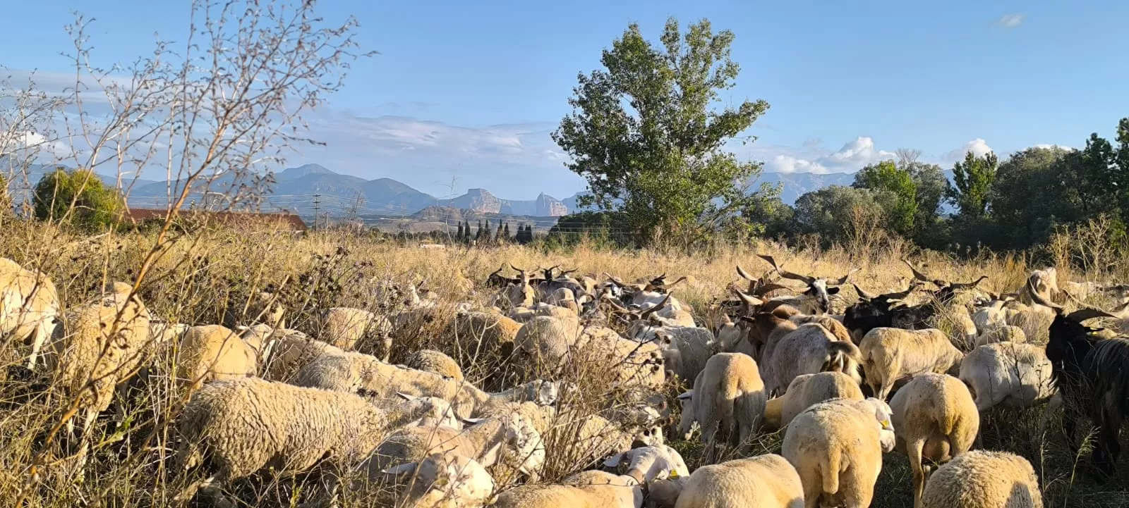 ¿En Aragón somos más de ovino, caprino, porcino o vacuno?. Foto Joaquín Santafé 
