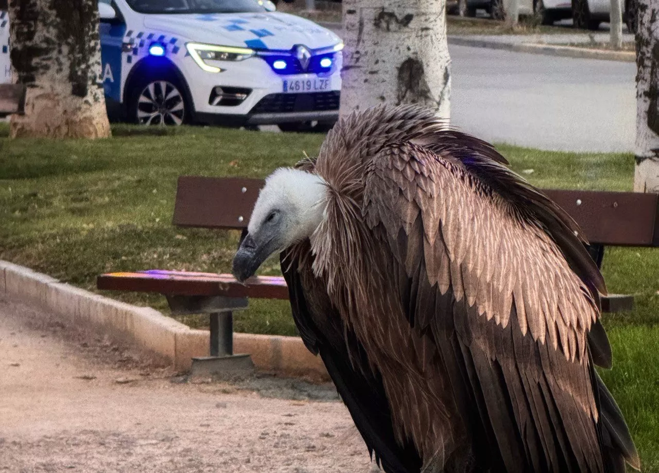 Buitre en la avenida de los Danzantes de Huesca.