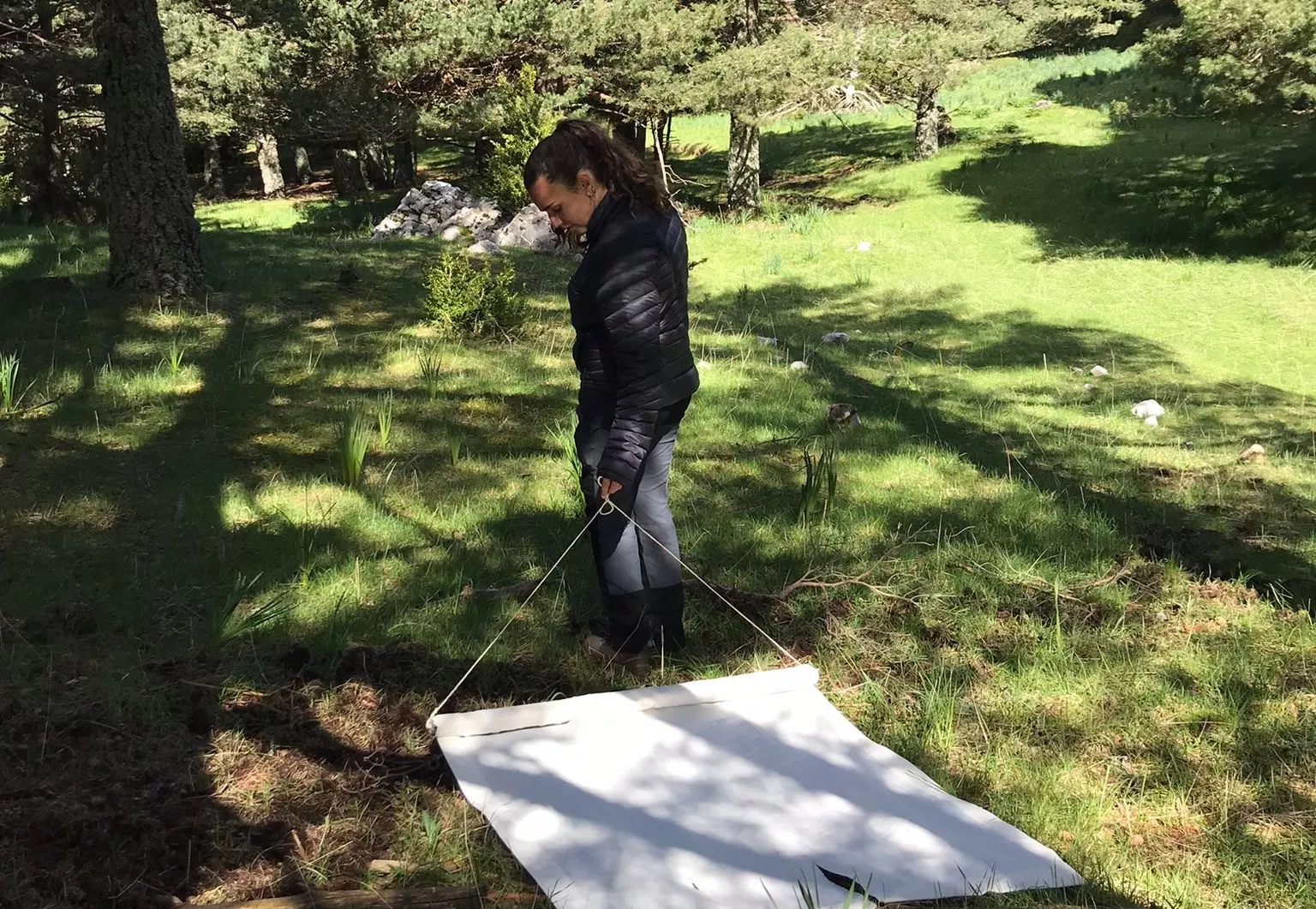 Se crea la primera red de vigilancia de garrapatas en el Pirineo.