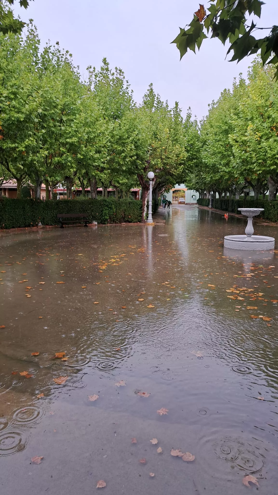 Imágenes del Complejo Deportivo de San Jorge, afectado por el agua de lluvia