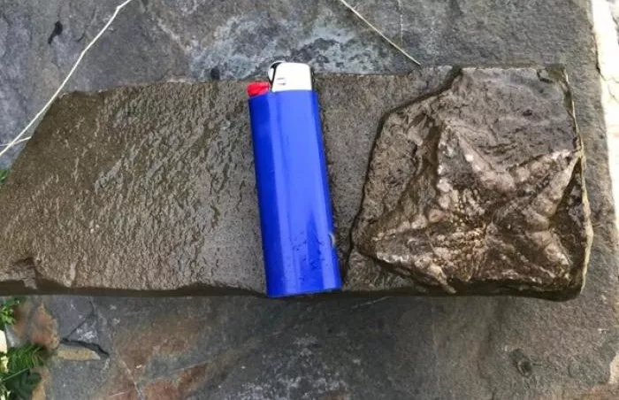 Hallado un excepcional fósil de estrella de mar en el Parque Nacional de Ordesa y Monte Perdido.