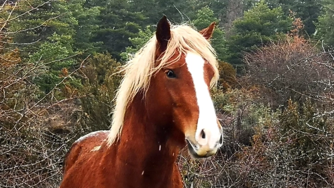 Caballo salvaje en la Guarguera Caballo salvaje en la Guarguera