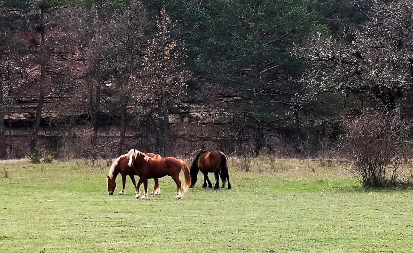 Caballos salvajes en la Guarguera que van a ser subastados