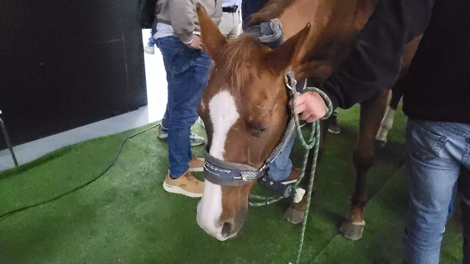 Jaque-Mate, curso de Humeco para veterinarios impartido por el doctor Jaramillo