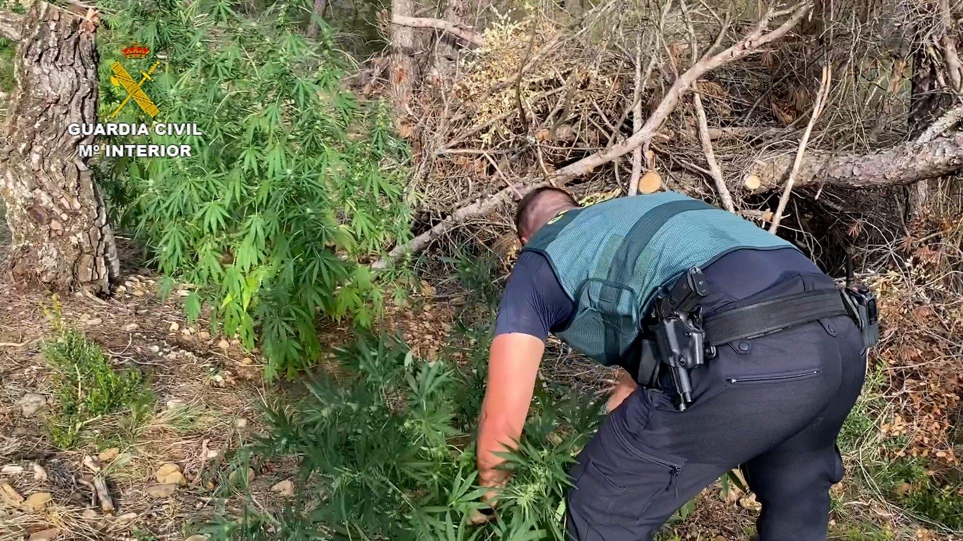 Ha habido que mirar hasta debajo de los árboles