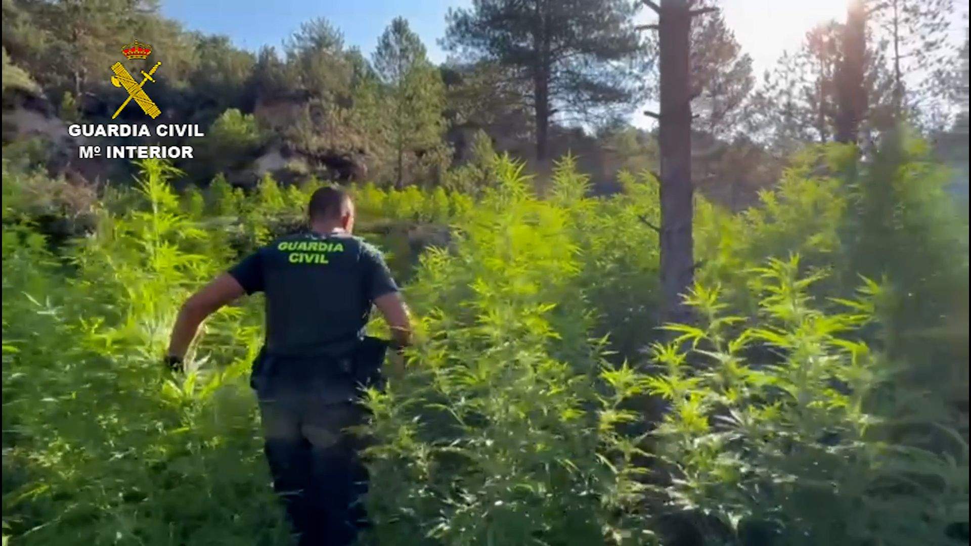 Los accesos a los campos de marihuana eran dificultosos