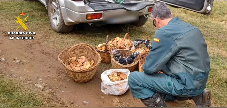 La Guardia Civil refuerza la vigilancia de la recolección de setas en Huesca.