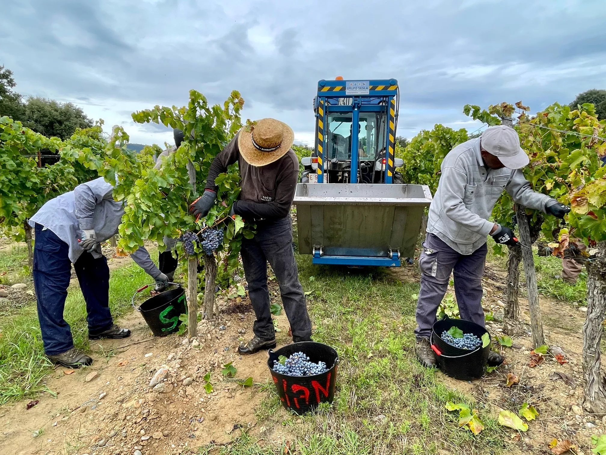 Vendimia en Viñas del Vero