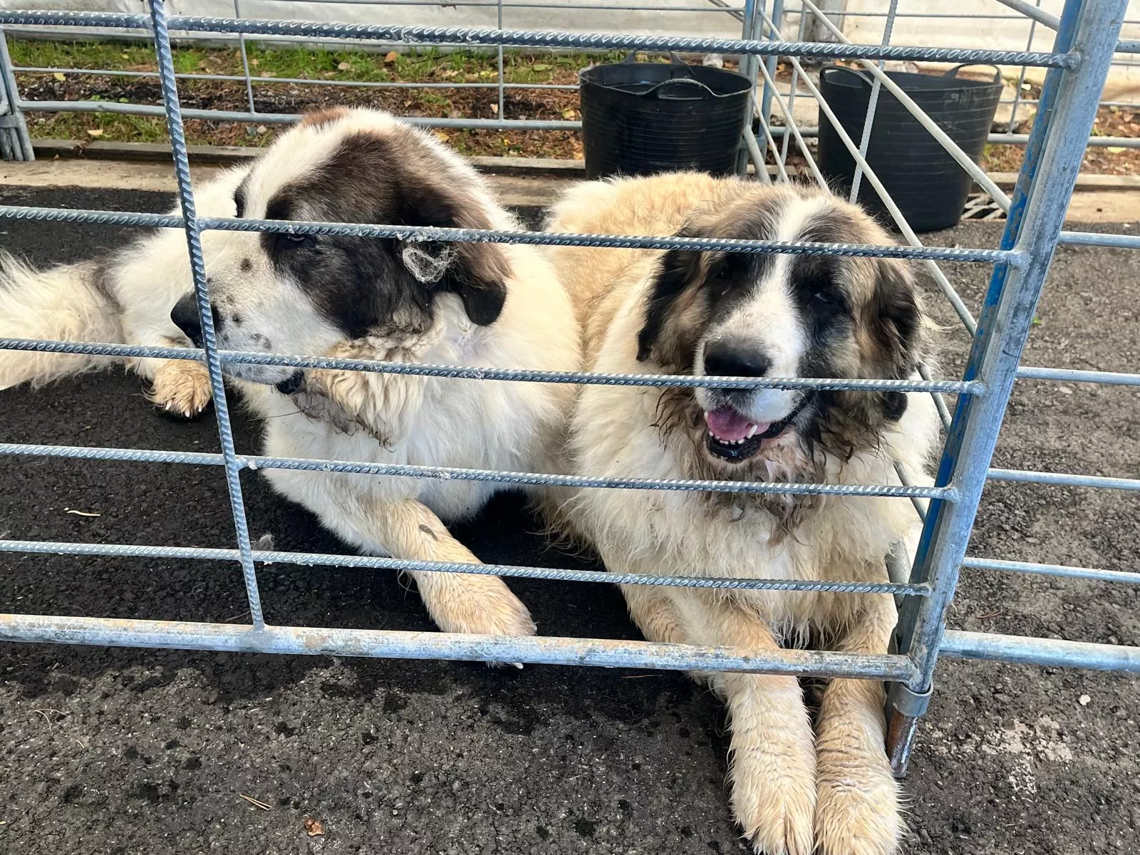 Inauguración de la Feria de Otoño de Biescas 2024
