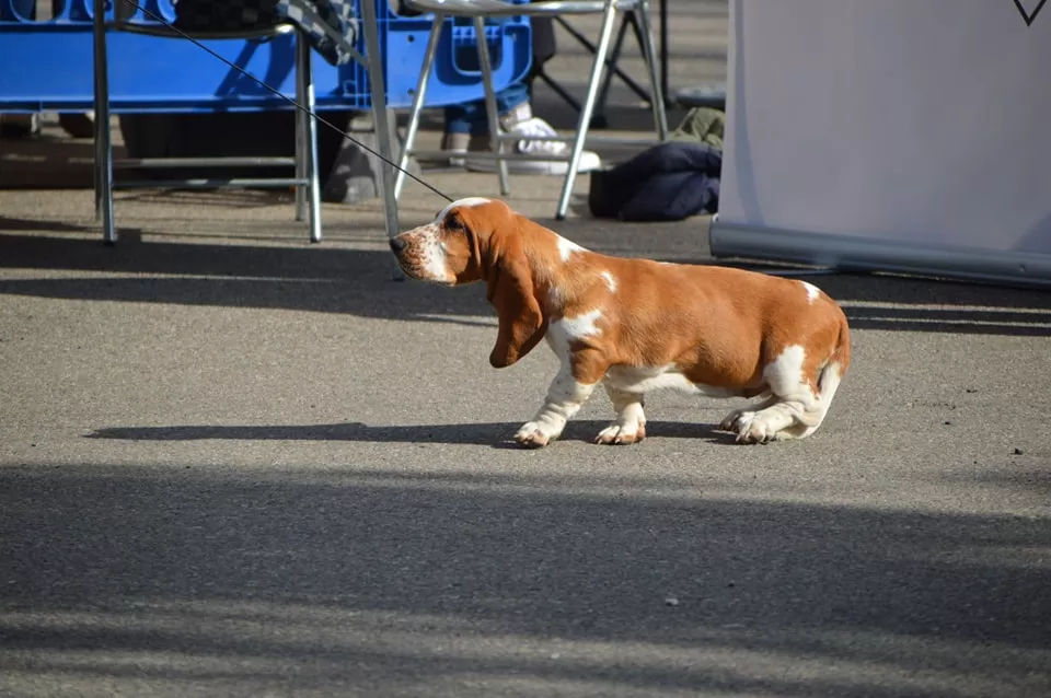 Concurso Nacional de Morfología Canina Ciudad de Monzón.