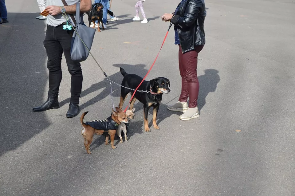Concurso Nacional de Morfología Canina Ciudad de Monzón.