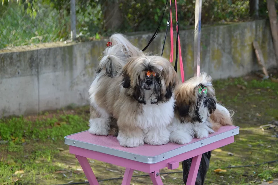 Concurso Nacional de Morfología Canina Ciudad de Monzón.