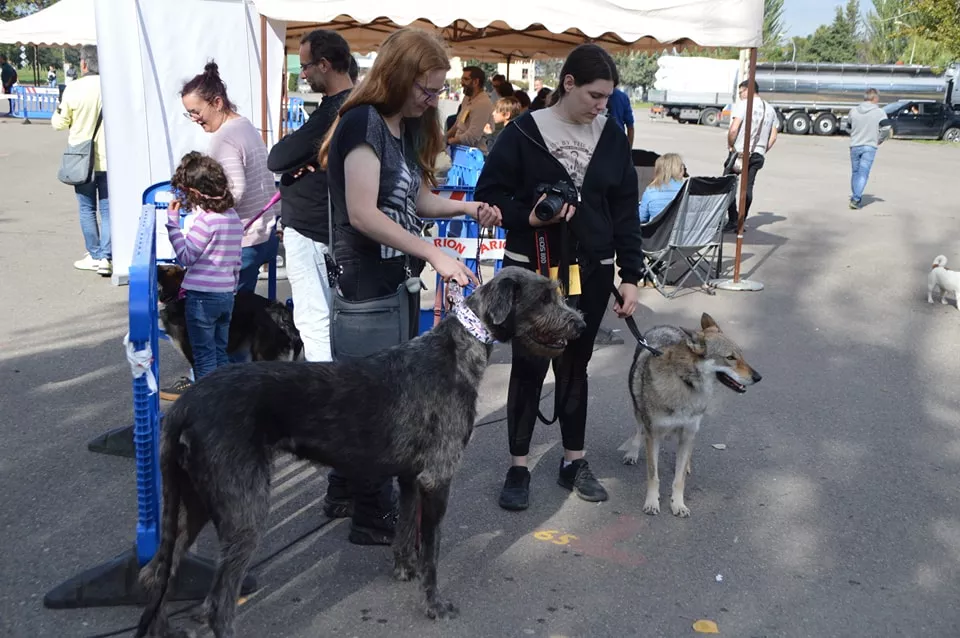 Concurso Nacional de Morfología Canina Ciudad de Monzón.