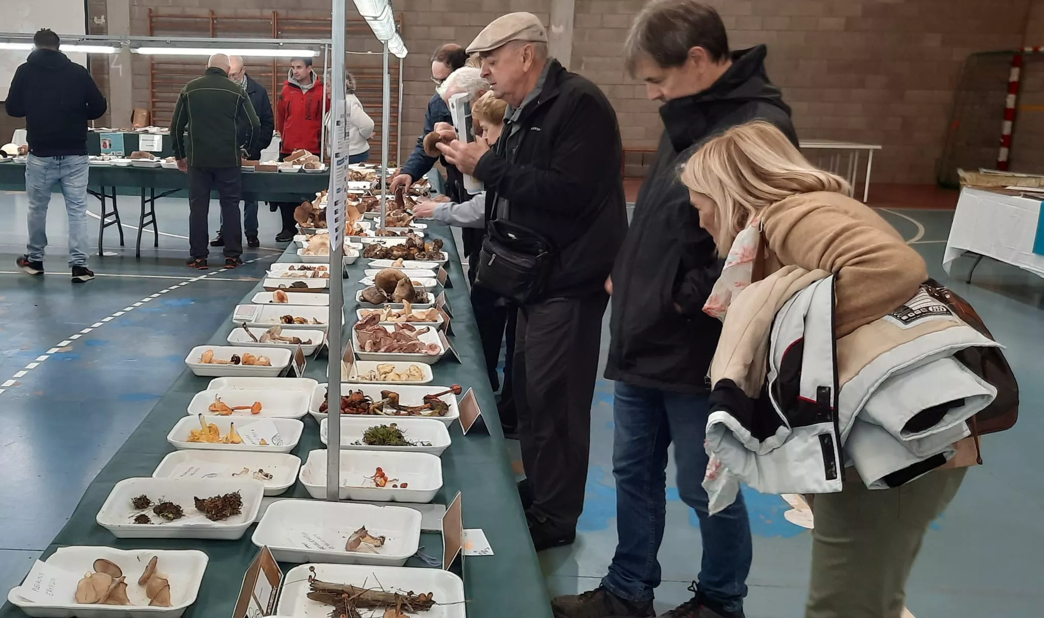 Actividad en las 33 Jornadas Micológicas de Ayerbe.
