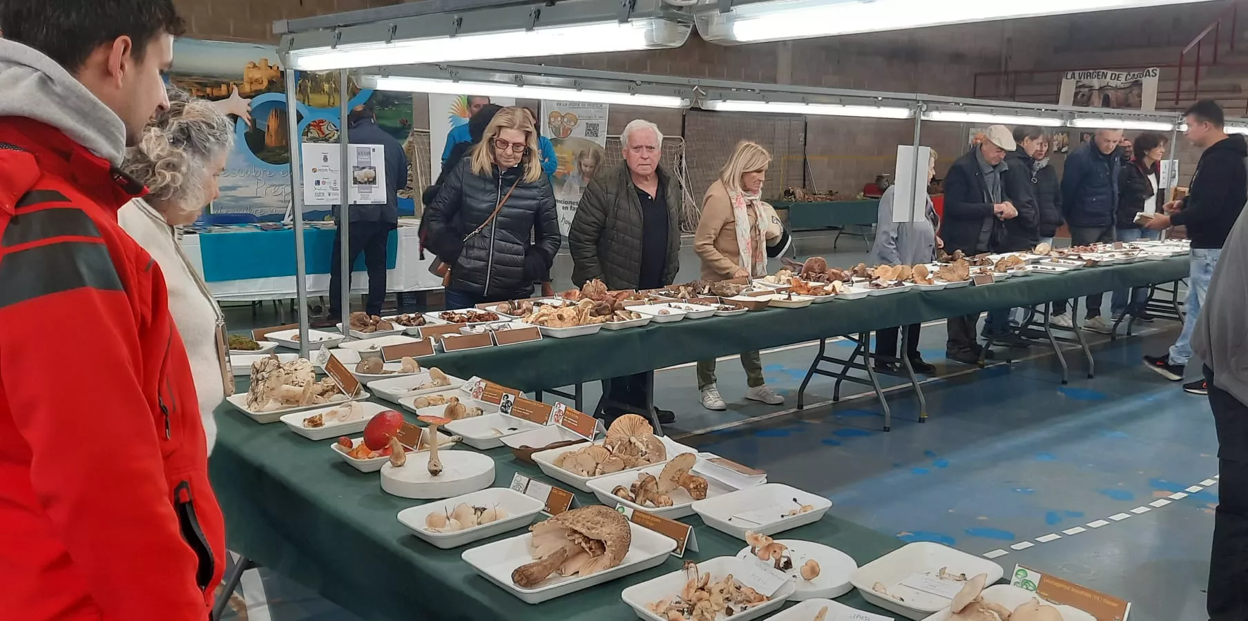 Actividad en las 33 Jornadas Micológicas de Ayerbe.