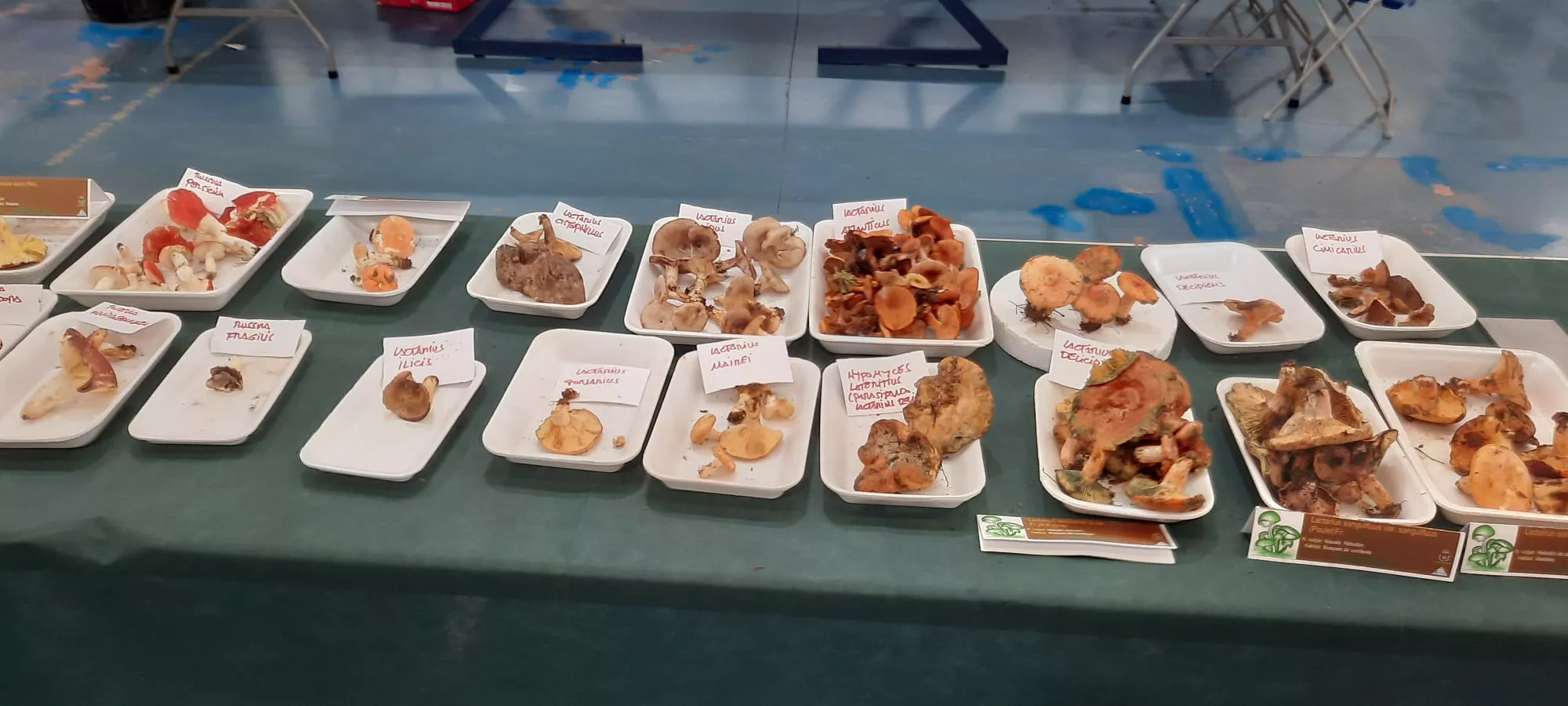 Actividad en las 33 Jornadas Micológicas de Ayerbe.