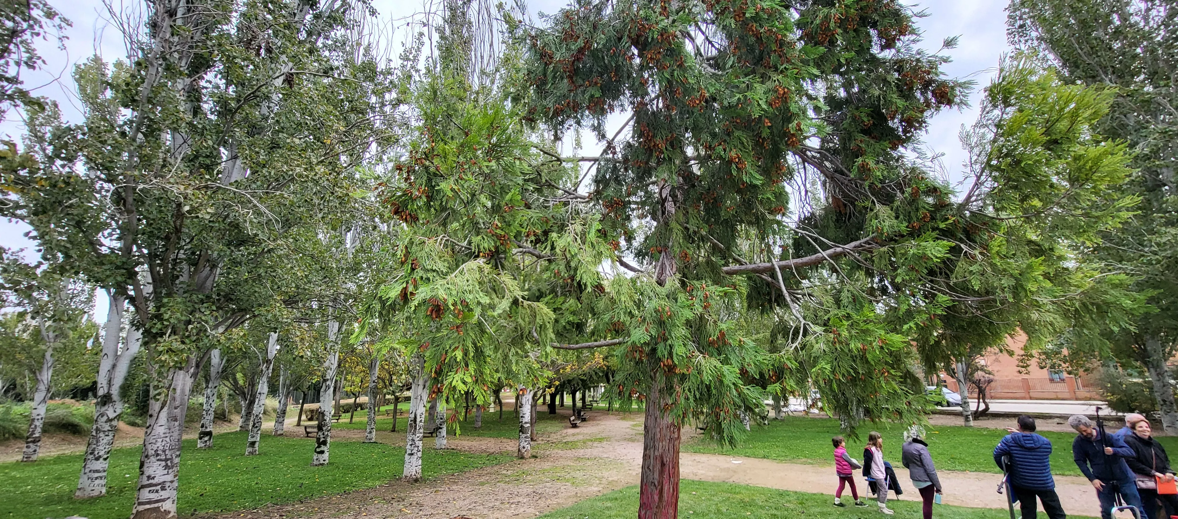 Encuentro de coros para relanzar el parque Joaquín Roig de Huesca. Foto Mercedes Manterola