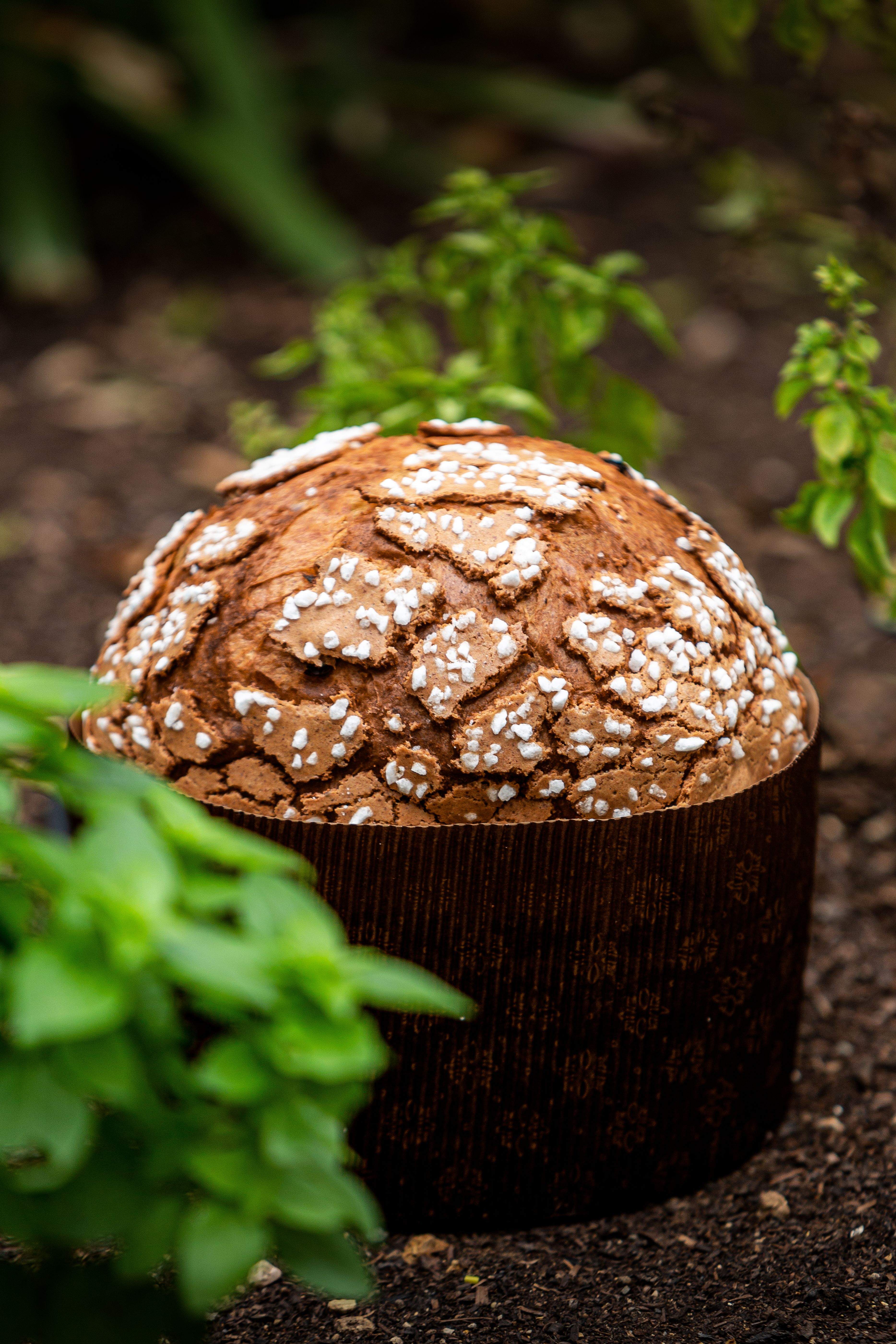 Panettone en el jardín