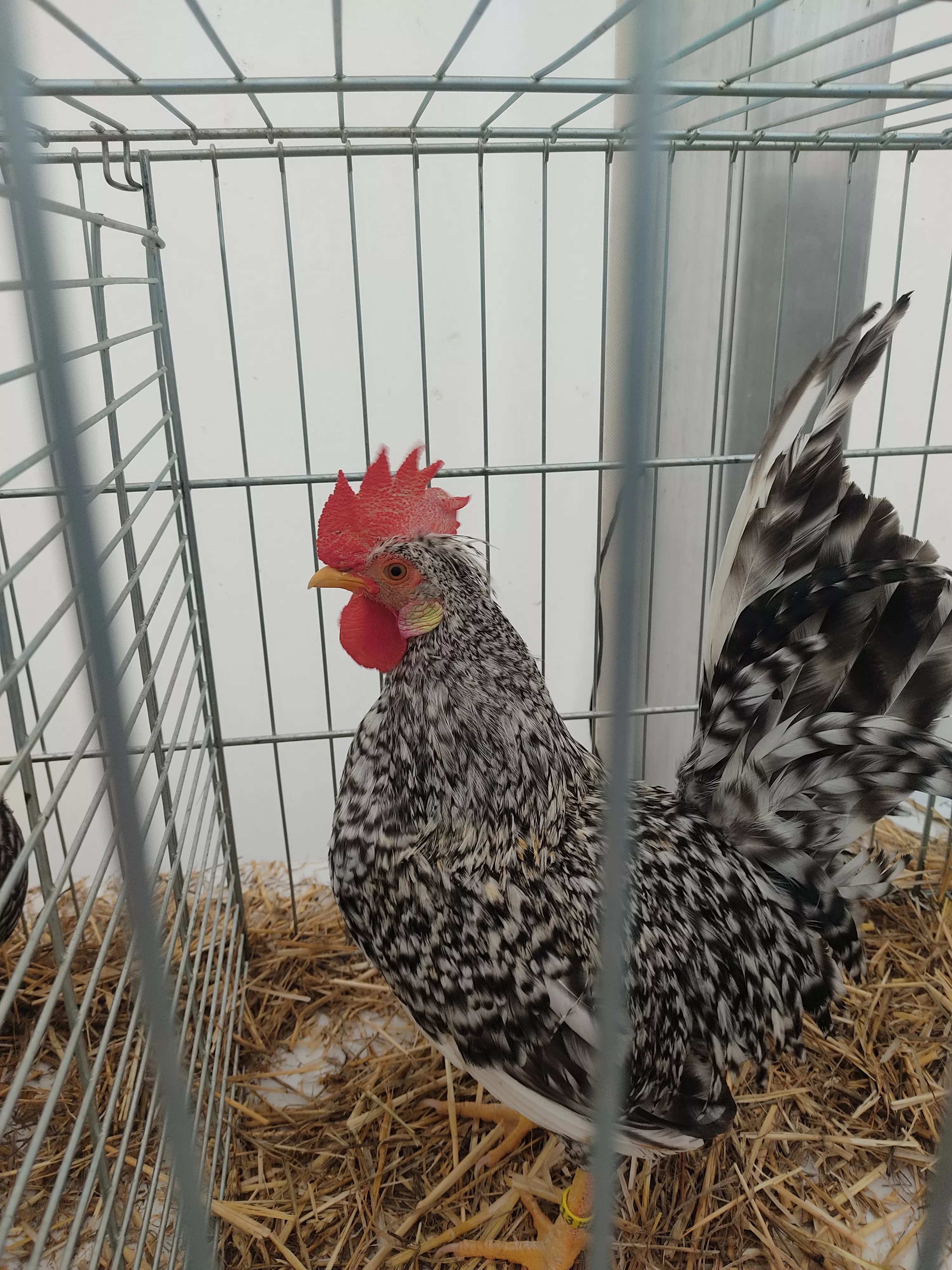 Animación en Follarasca