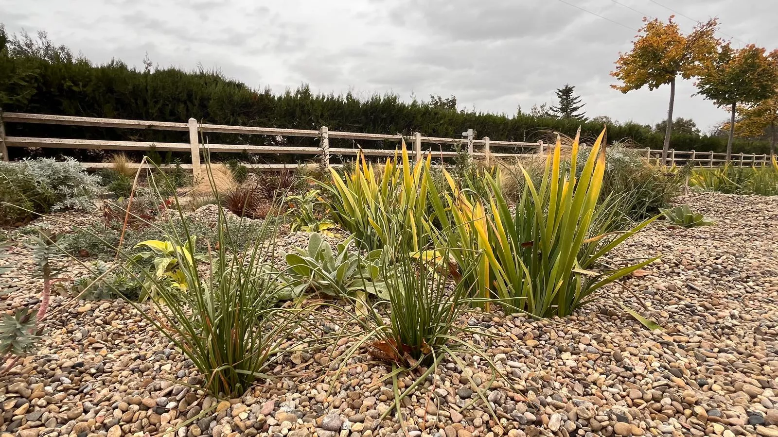 Presentación del jardín seco del CDAN. Foto Mercedes Manterola