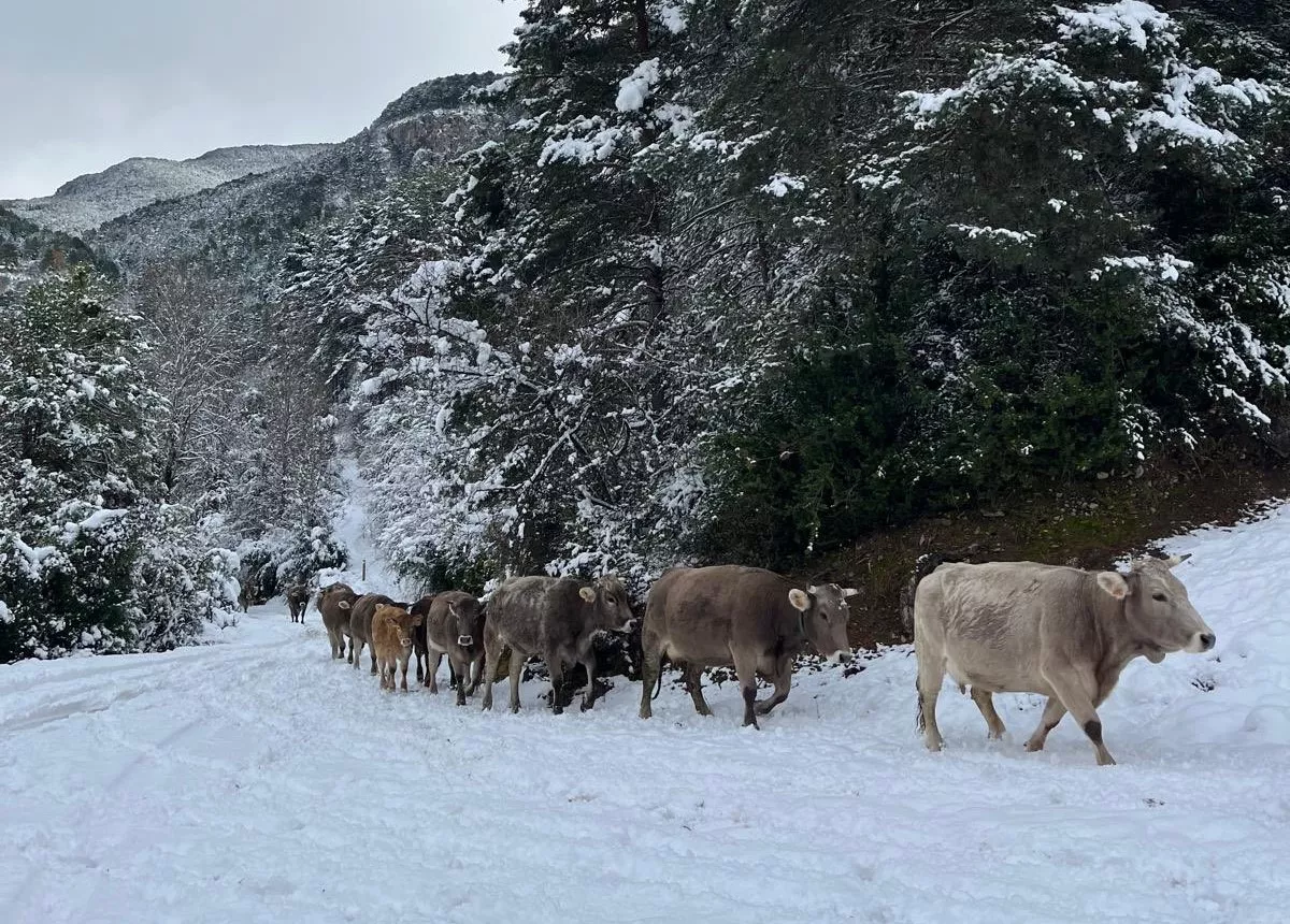 El ganado deja la montaña.