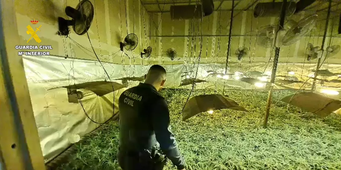 Desmantelada una plantación de cannabis en una nave de Fraga Desmantelada una plantación de cannabis en una nave de Fraga