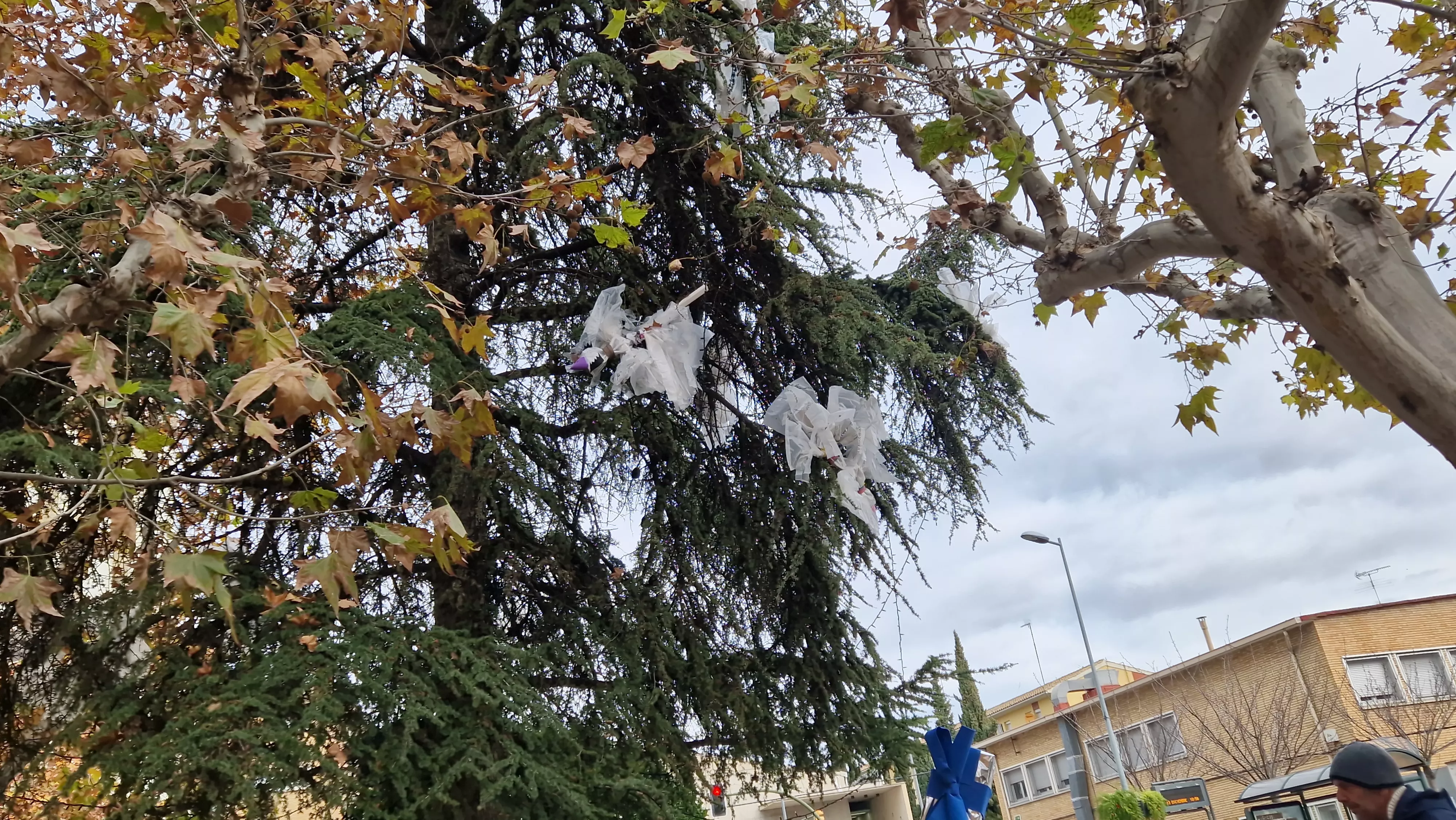 Abetos navideños decorados por Cadis Huesca. Foto Myriam Martínez