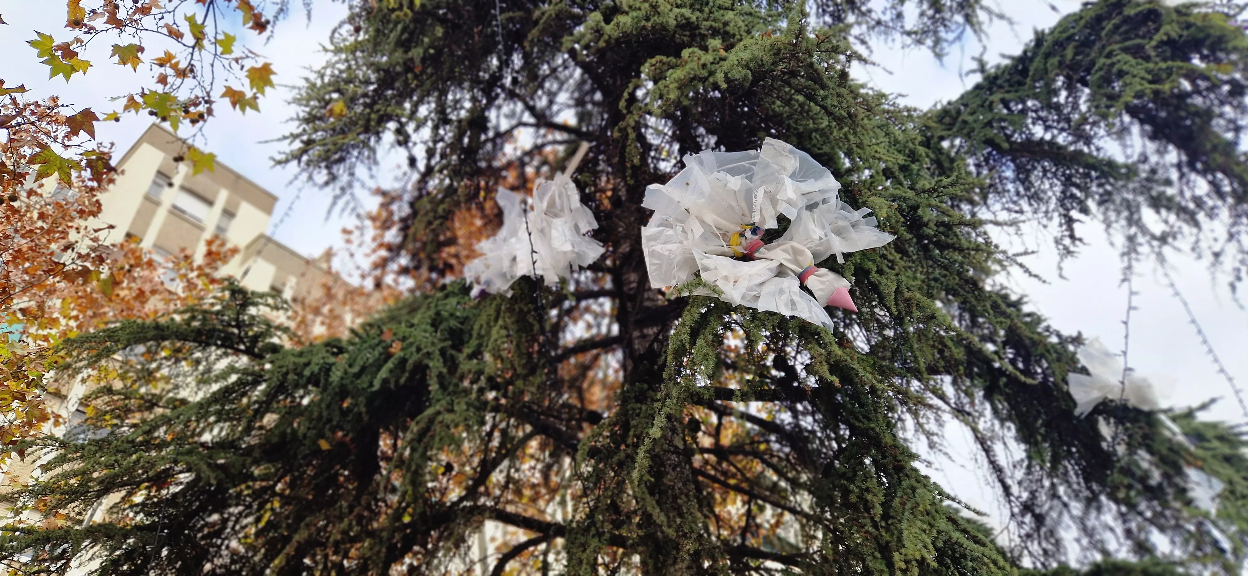 Abetos navideños decorados por Cadis Huesca. Foto Myriam Martínez