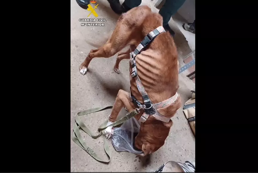 Estado en el que fue hallado el perro abandonado por su dueño en una vivienda de La Litera.