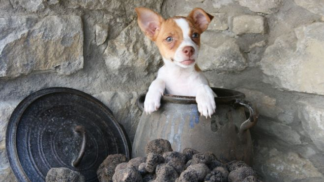 El perro, un imprescindible para la recolección de trufas