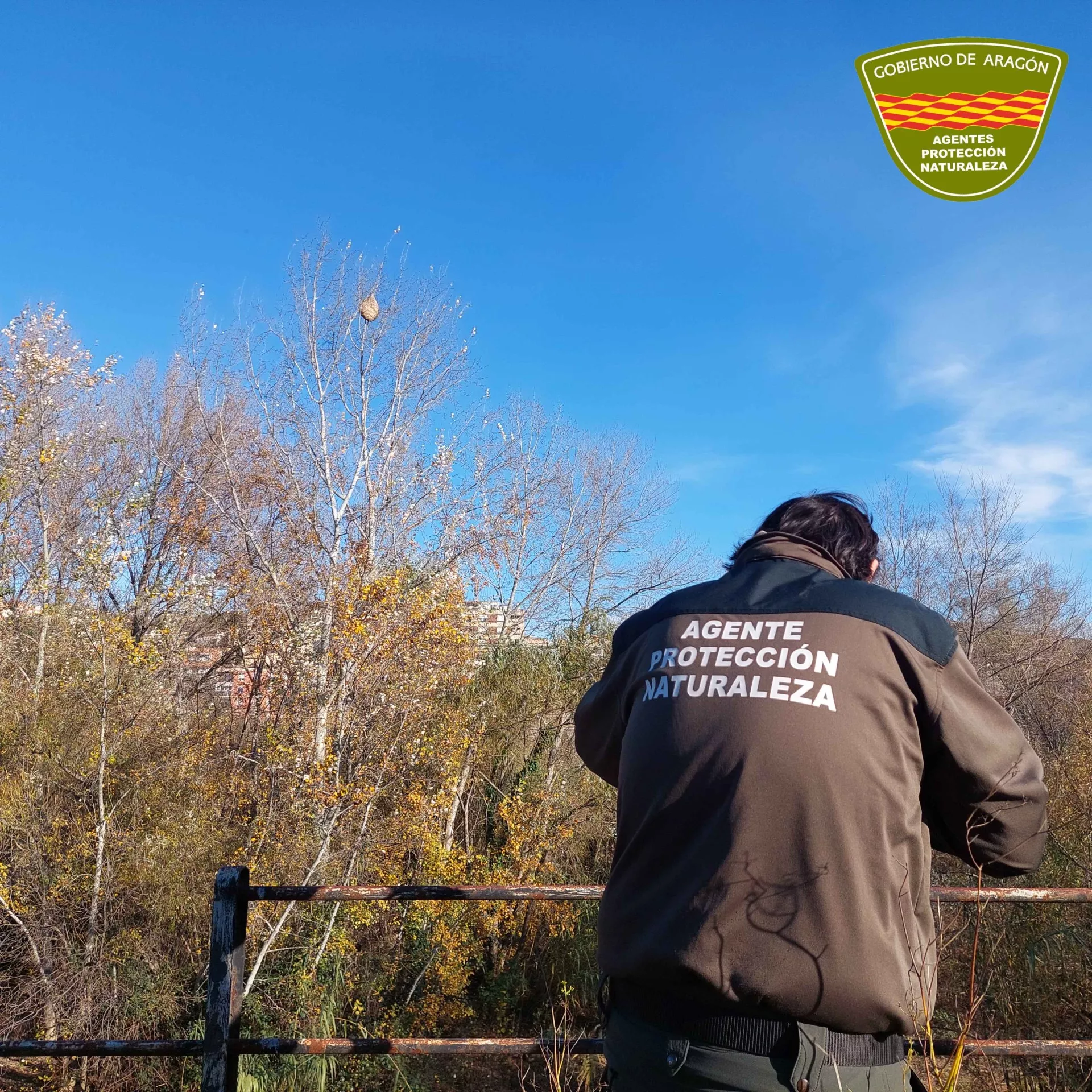 Un agente de protección de la naturaleza observa el avispero en lo alto de un árbol en las cercanías de Fraga. Un agente de protección de la naturaleza observa el avispero en lo alto de un árbol en las cercanías de Fraga.