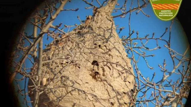 El nido de avispa asiática hallado en Fraga, a través de un catalejo. El nido de avispa asiática hallado en Fraga, a través de un catalejo.
