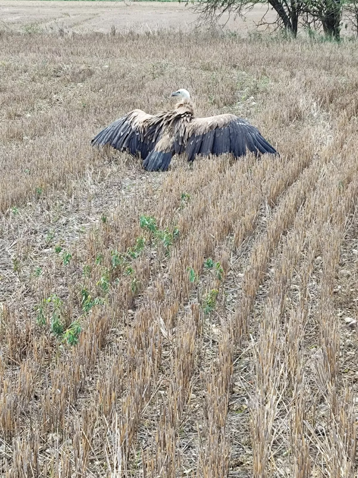Una rapaz acogida dentro del servicio del Ayuntamiento de Huesca