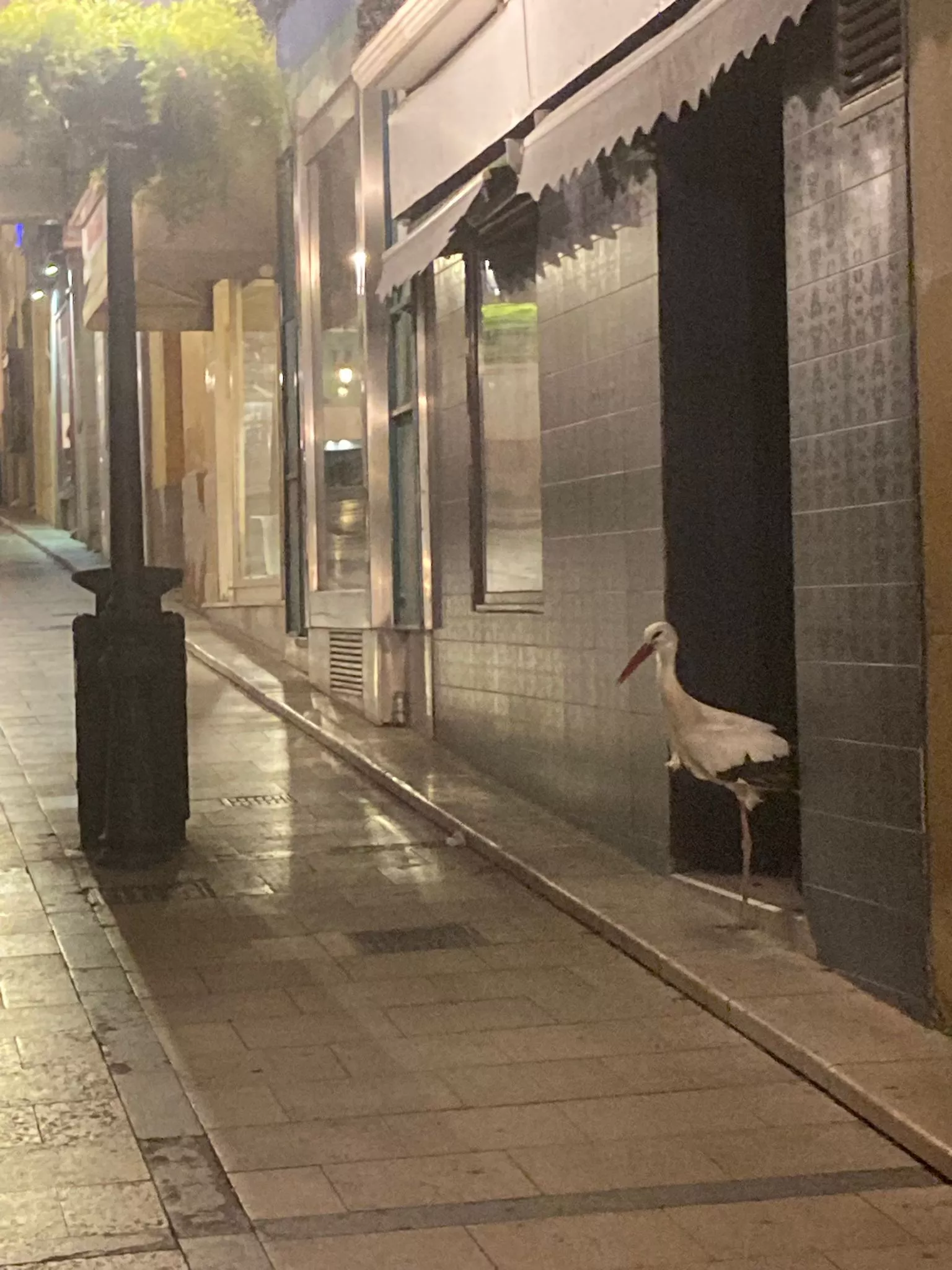 La cigüeña, en la calle Duquesa de Villahermosa de Huesca