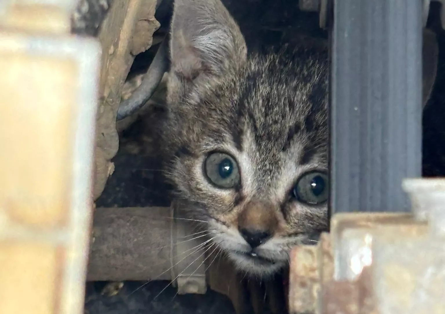 Los gatos callejeros, en el centro de la disputa entre Salvando Huellas y Adopciones Patitas