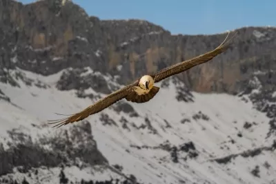 Quebrantahuesos en el Pirineo aragonés.