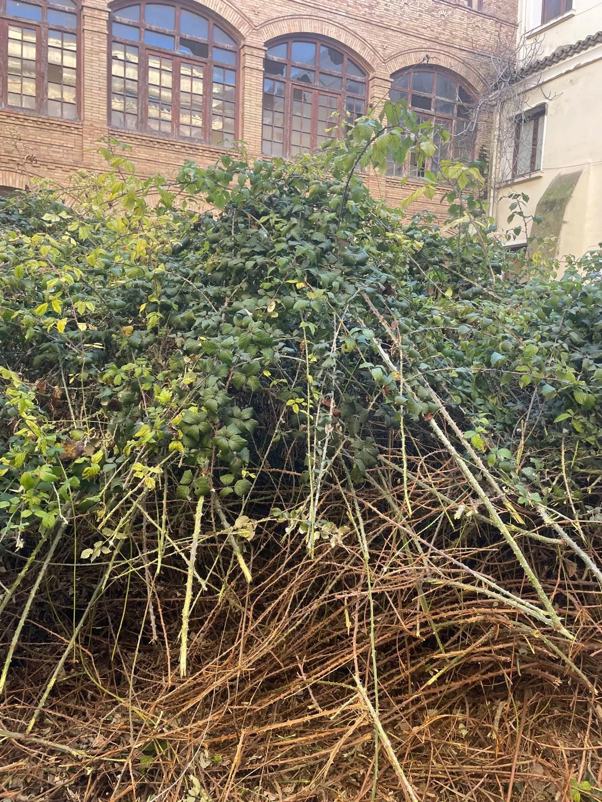 Desbroce de los patios interiores del Seminario de Huesca.