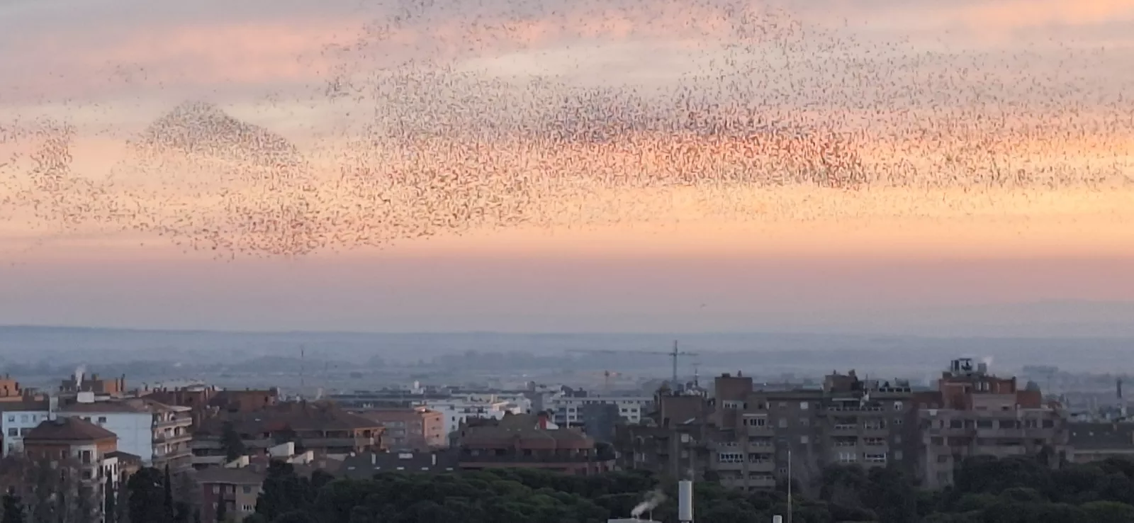 Los estorninos dibujan sus estampas corales en el atardecer de Huesca