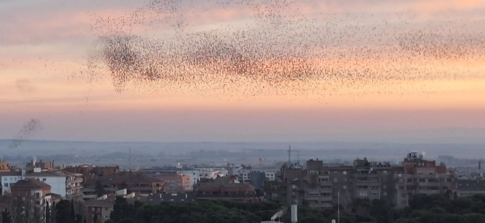 Los estorninos dibujan sus estampas corales en el atardecer de Huesca