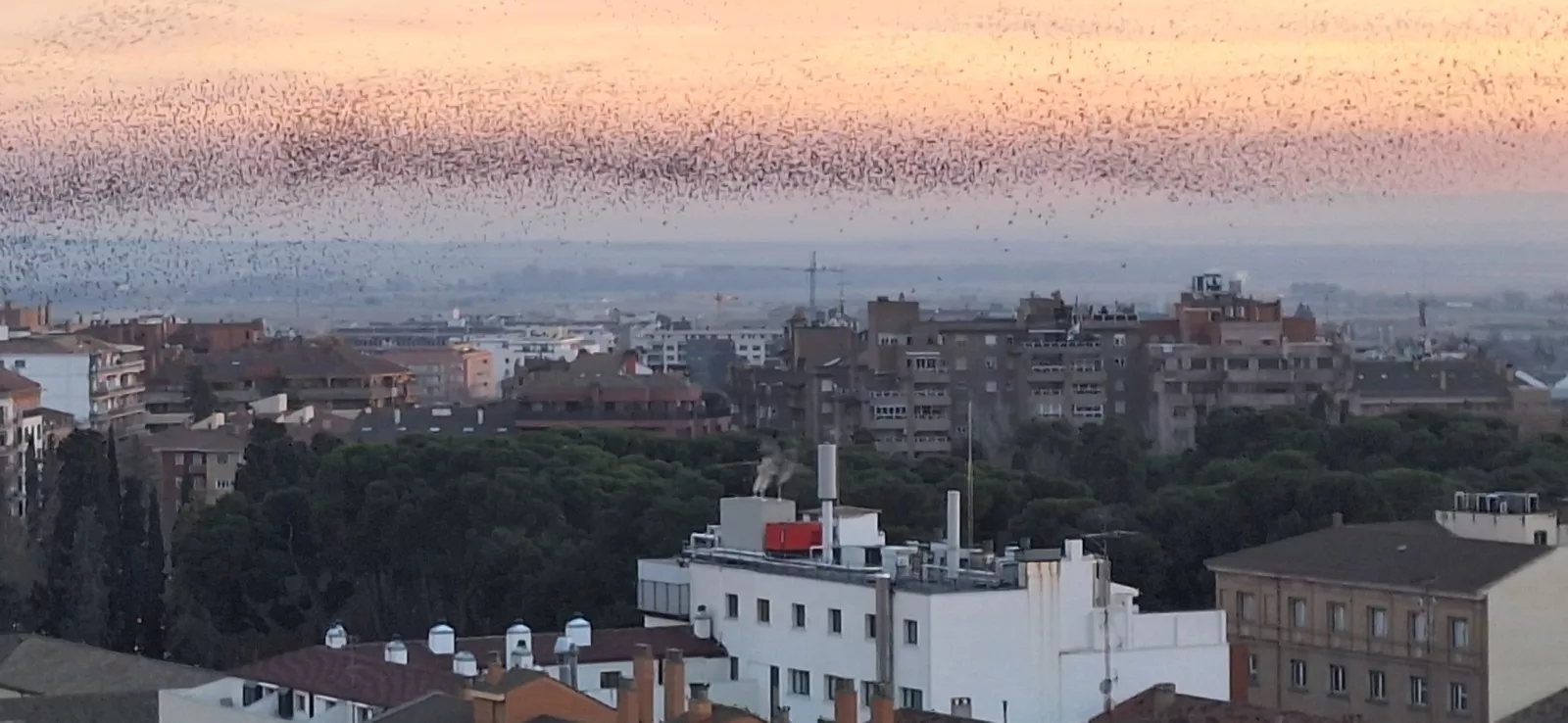 Los estorninos dibujan sus estampas corales en el atardecer de Huesca