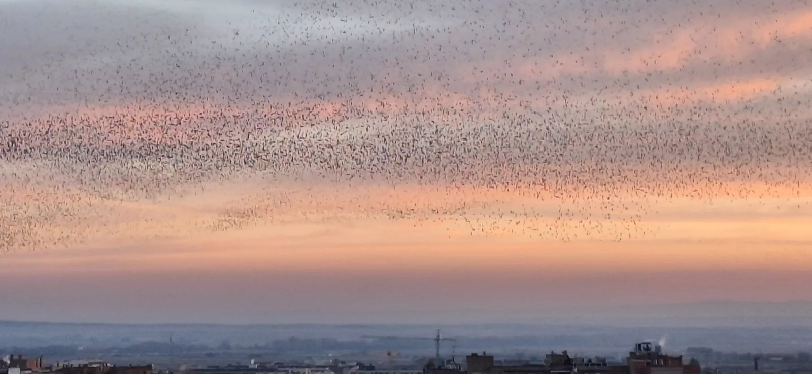 Los estorninos dibujan sus estampas corales en el atardecer de Huesca