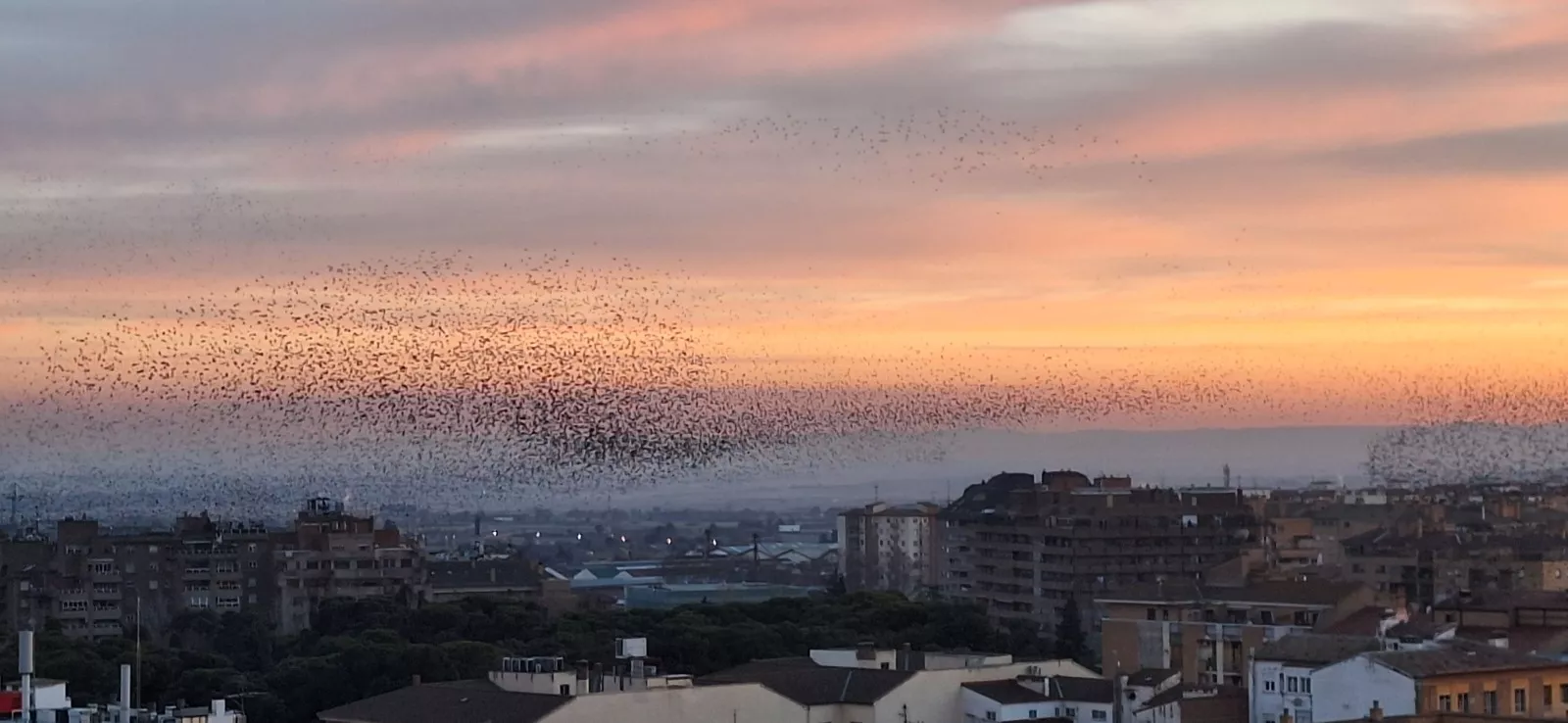 Los estorninos dibujan sus estampas corales en el atardecer de Huesca