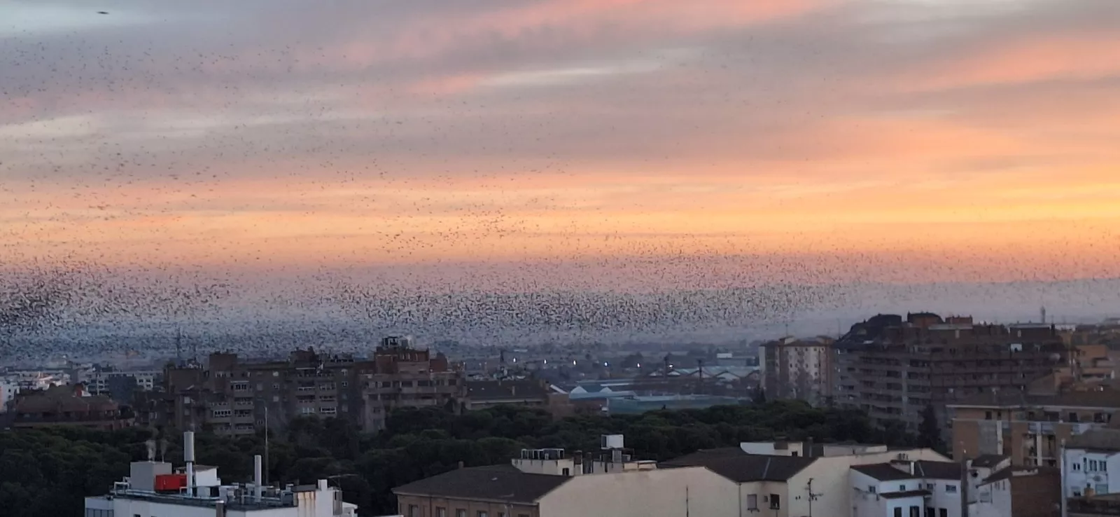 Los estorninos dibujan sus estampas corales en el atardecer de Huesca
