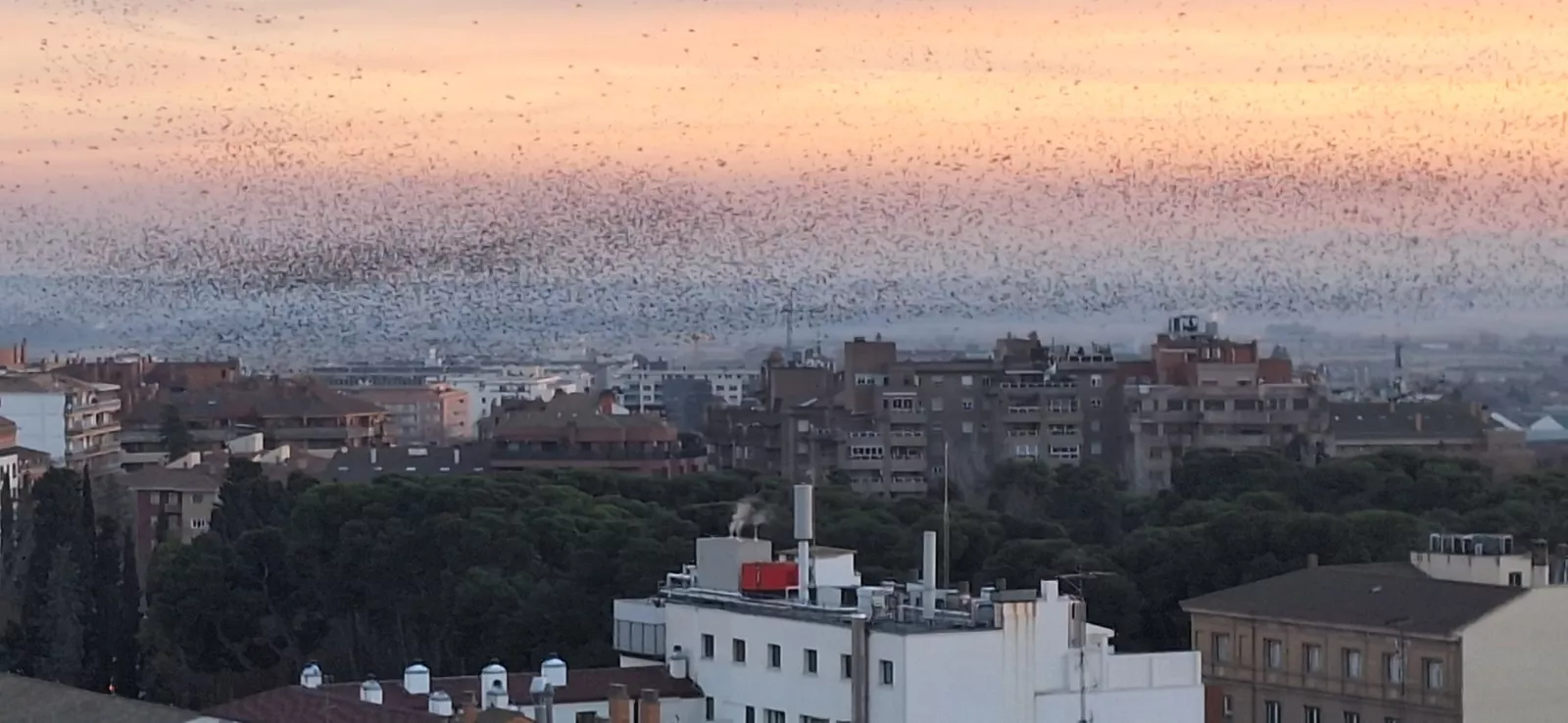 Los estorninos sobrevuelan los cielos de Huesca. Los estorninos sobrevuelan los cielos de Huesca.