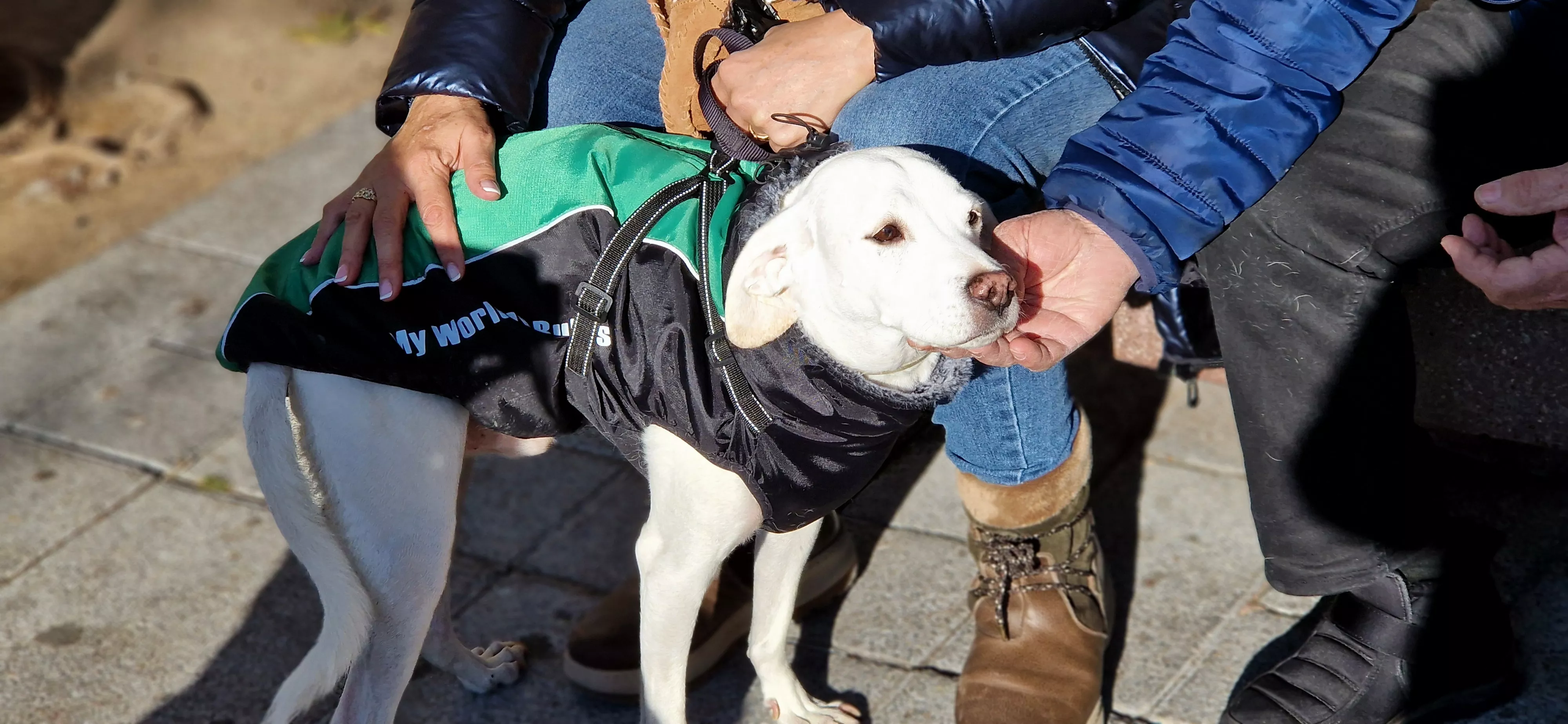 Bendición de animales por San Antón. Foto Myriam Martínez 